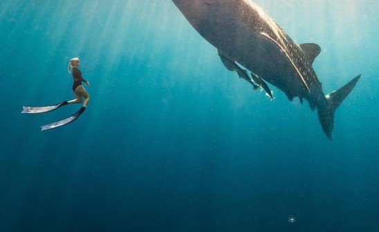 Whale-encounter-freediver